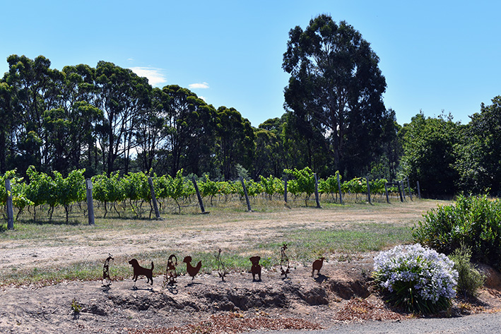 Scenic photo of grapevines